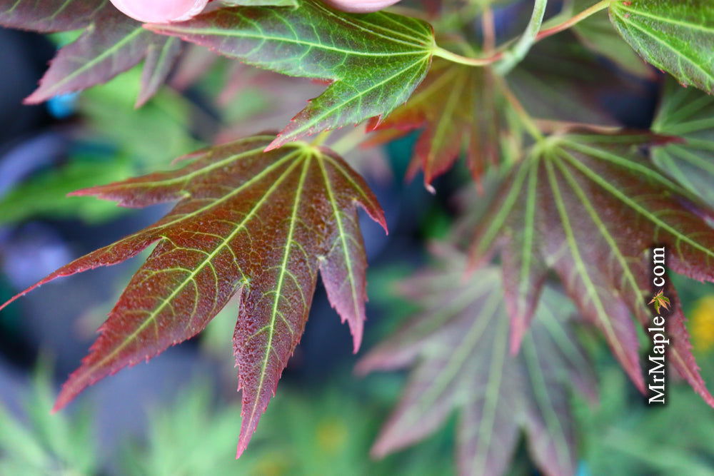 - Acer shirasawanum 'Plum Wine' Japanese Maple - Mr Maple │ Buy Japanese Maple Trees