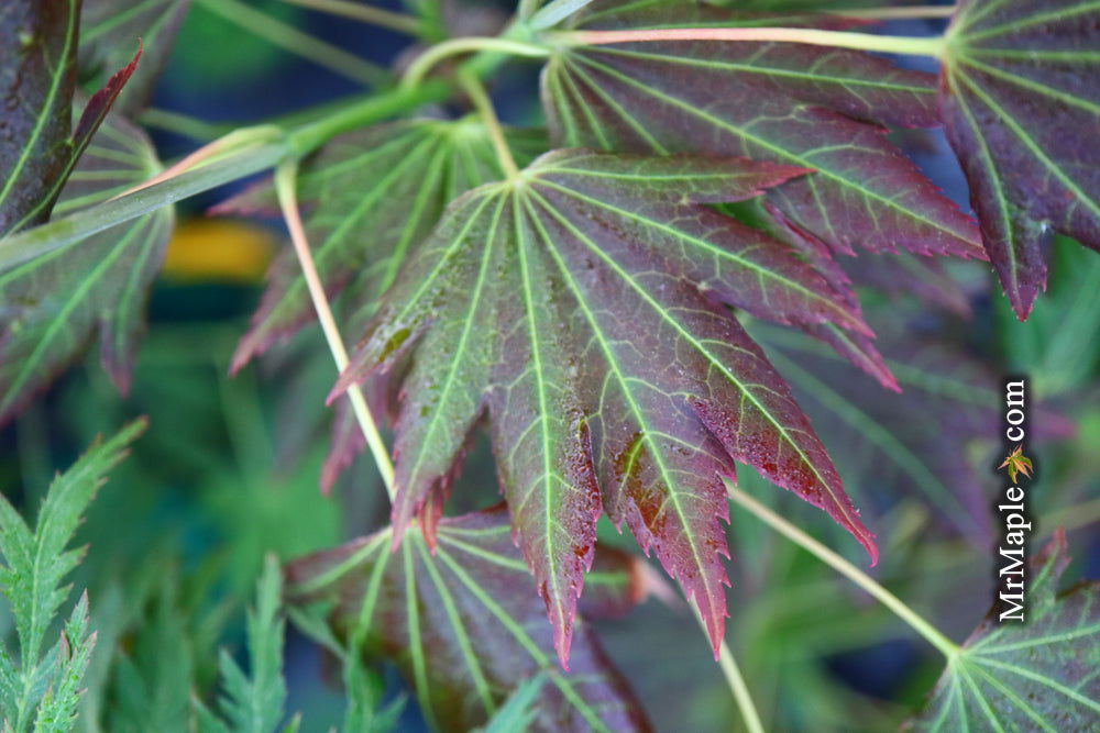 - Acer shirasawanum 'Plum Wine' Japanese Maple - Mr Maple │ Buy Japanese Maple Trees