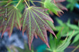 - Acer shirasawanum 'Plum Wine' Japanese Maple - Mr Maple │ Buy Japanese Maple Trees