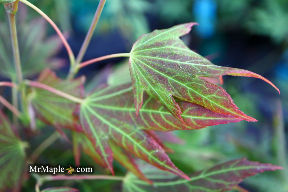 - Acer shirasawanum 'Plum Wine' Japanese Maple - Mr Maple │ Buy Japanese Maple Trees