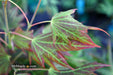 - Acer shirasawanum 'Plum Wine' Japanese Maple - Mr Maple │ Buy Japanese Maple Trees