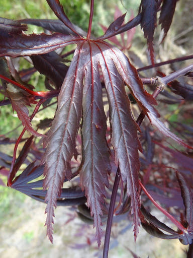 - Acer shirasawanum 'Purple Thunder' Japanese Maple - Mr Maple │ Buy Japanese Maple Trees