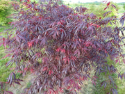 - Acer shirasawanum 'Purple Thunder' Japanese Maple - Mr Maple │ Buy Japanese Maple Trees