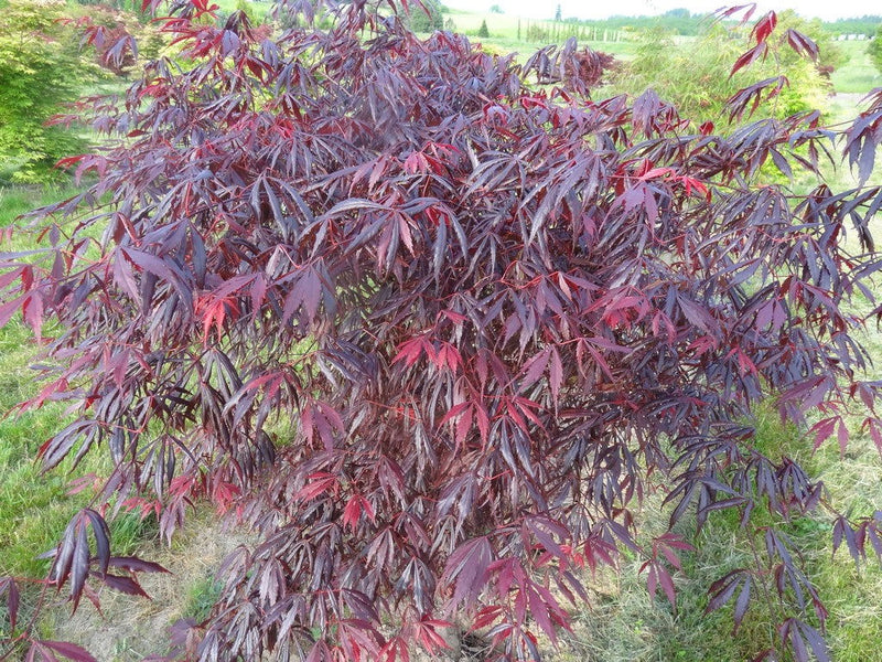 - Acer shirasawanum 'Purple Thunder' Japanese Maple - Mr Maple │ Buy Japanese Maple Trees