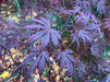 - Acer shirasawanum 'Purple Umbrella' Japanese Maple - Mr Maple │ Buy Japanese Maple Trees