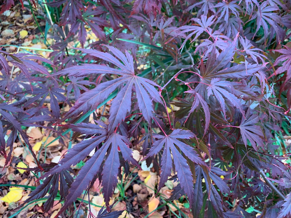 - Acer shirasawanum 'Purple Umbrella' Japanese Maple - Mr Maple │ Buy Japanese Maple Trees