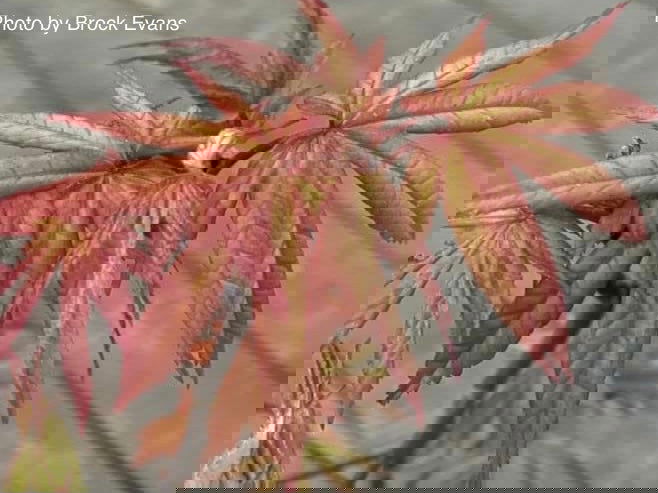 - Acer shirasawanum 'Purple Umbrella' Japanese Maple - Mr Maple │ Buy Japanese Maple Trees