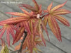 - Acer shirasawanum 'Purple Umbrella' Japanese Maple - Mr Maple │ Buy Japanese Maple Trees