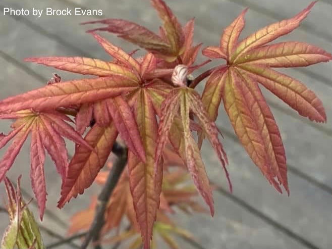 - Acer shirasawanum 'Purple Umbrella' Japanese Maple - Mr Maple │ Buy Japanese Maple Trees