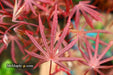 - Acer shirasawanum 'Purple Umbrella' Japanese Maple - Mr Maple │ Buy Japanese Maple Trees