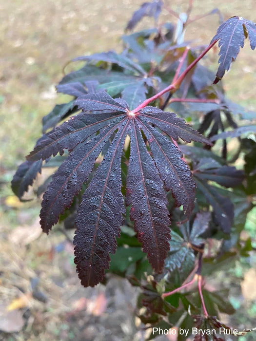 - Acer shirasawanum 'Purple Umbrella' Japanese Maple - Mr Maple │ Buy Japanese Maple Trees