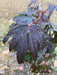 - Acer shirasawanum 'Purple Umbrella' Japanese Maple - Mr Maple │ Buy Japanese Maple Trees