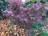 - Acer shirasawanum 'Purple Umbrella' Japanese Maple - Mr Maple │ Buy Japanese Maple Trees