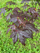 - Acer shirasawanum 'Purple Umbrella' Japanese Maple - Mr Maple │ Buy Japanese Maple Trees