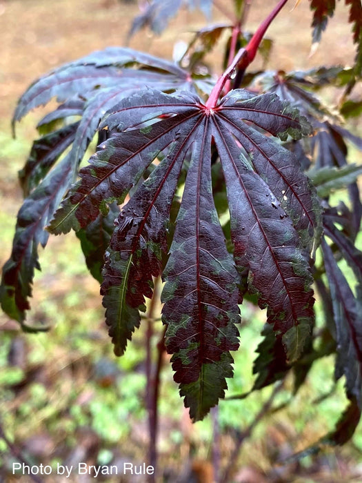 - Acer shirasawanum 'Purple Umbrella' Japanese Maple - Mr Maple │ Buy Japanese Maple Trees