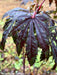 - Acer shirasawanum 'Purple Umbrella' Japanese Maple - Mr Maple │ Buy Japanese Maple Trees