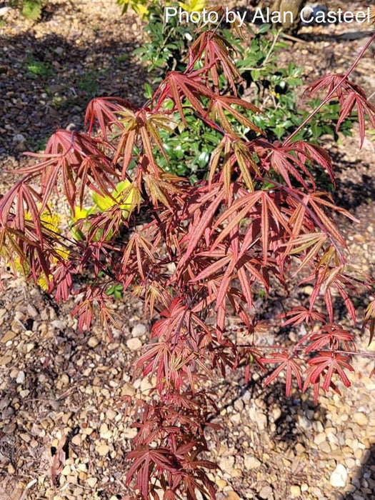 - Acer shirasawanum 'Purple Umbrella' Japanese Maple - Mr Maple │ Buy Japanese Maple Trees