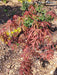 - Acer shirasawanum 'Purple Umbrella' Japanese Maple - Mr Maple │ Buy Japanese Maple Trees