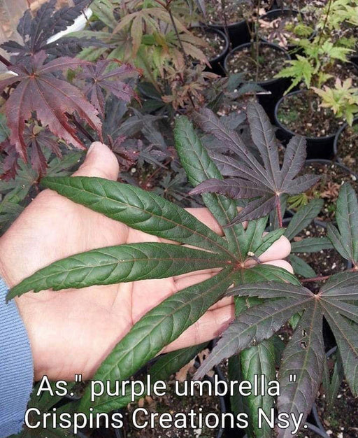 - Acer shirasawanum 'Purple Umbrella' Japanese Maple - Mr Maple │ Buy Japanese Maple Trees