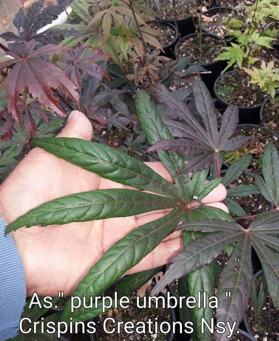 - Acer shirasawanum 'Purple Umbrella' Japanese Maple - Mr Maple │ Buy Japanese Maple Trees