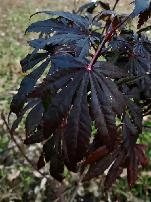 - Acer shirasawanum 'Purple Umbrella' Japanese Maple - Mr Maple │ Buy Japanese Maple Trees