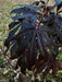 - Acer shirasawanum 'Purple Umbrella' Japanese Maple - Mr Maple │ Buy Japanese Maple Trees