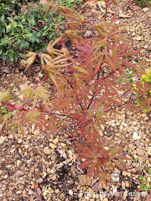 - Acer shirasawanum 'Purple Umbrella' Japanese Maple - Mr Maple │ Buy Japanese Maple Trees