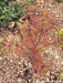 - Acer shirasawanum 'Purple Umbrella' Japanese Maple - Mr Maple │ Buy Japanese Maple Trees