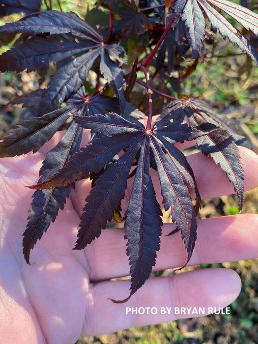 - Acer shirasawanum 'Purple Umbrella' Japanese Maple - Mr Maple │ Buy Japanese Maple Trees