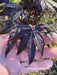 - Acer shirasawanum 'Purple Umbrella' Japanese Maple - Mr Maple │ Buy Japanese Maple Trees