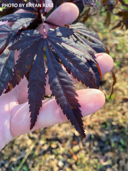 - Acer shirasawanum 'Purple Umbrella' Japanese Maple - Mr Maple │ Buy Japanese Maple Trees