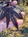 - Acer shirasawanum 'Purple Umbrella' Japanese Maple - Mr Maple │ Buy Japanese Maple Trees