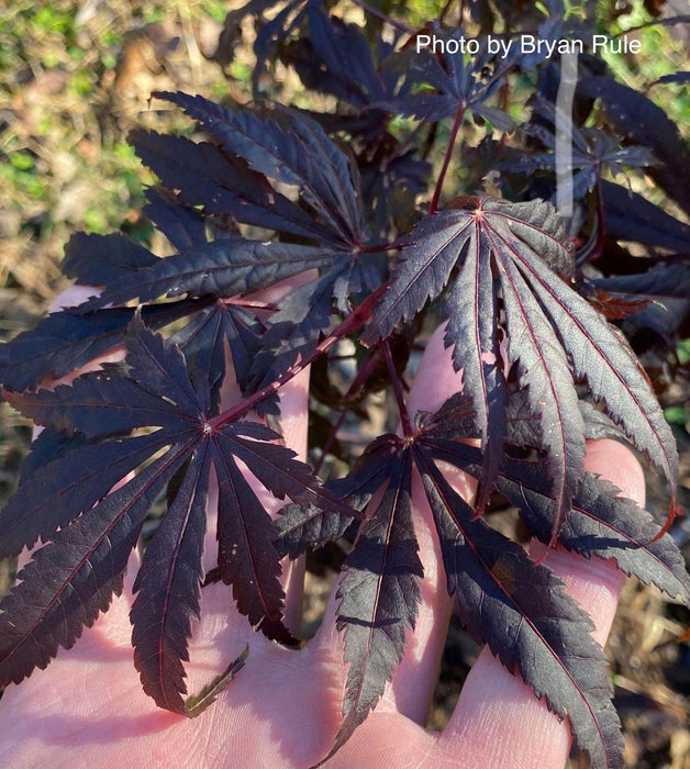 - Acer shirasawanum 'Purple Umbrella' Japanese Maple - Mr Maple │ Buy Japanese Maple Trees