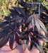 - Acer shirasawanum 'Purple Umbrella' Japanese Maple - Mr Maple │ Buy Japanese Maple Trees