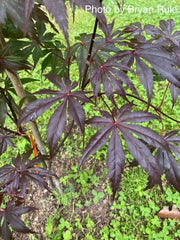 - Acer shirasawanum 'Purple Umbrella' Japanese Maple - Mr Maple │ Buy Japanese Maple Trees