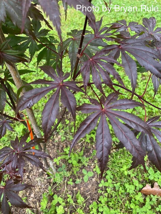 - Acer shirasawanum 'Purple Umbrella' Japanese Maple - Mr Maple │ Buy Japanese Maple Trees