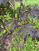 - Acer shirasawanum 'Purple Umbrella' Japanese Maple - Mr Maple │ Buy Japanese Maple Trees