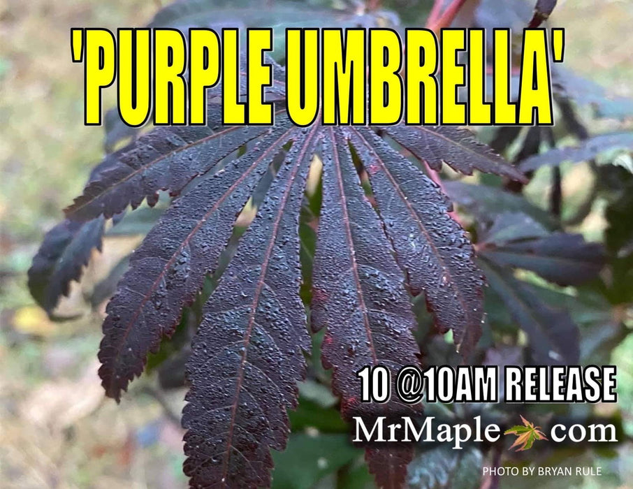 - Acer shirasawanum 'Purple Umbrella' Japanese Maple - Mr Maple │ Buy Japanese Maple Trees