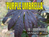 - Acer shirasawanum 'Purple Umbrella' Japanese Maple - Mr Maple │ Buy Japanese Maple Trees