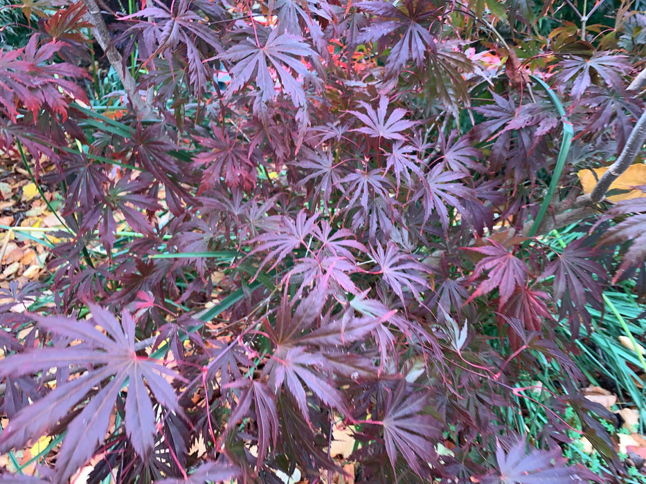 - Acer shirasawanum 'Purple Umbrella' Japanese Maple - Mr Maple │ Buy Japanese Maple Trees