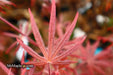 - Acer shirasawanum 'Purple Umbrella' Japanese Maple - Mr Maple │ Buy Japanese Maple Trees