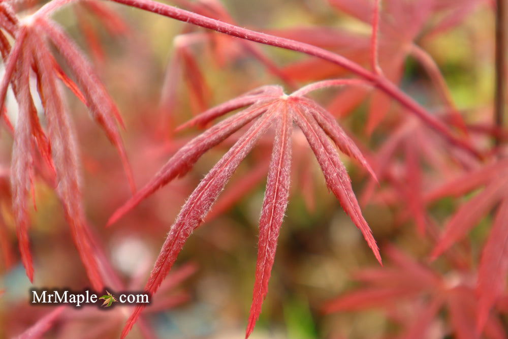 - Acer shirasawanum 'Purple Umbrella' Japanese Maple - Mr Maple │ Buy Japanese Maple Trees