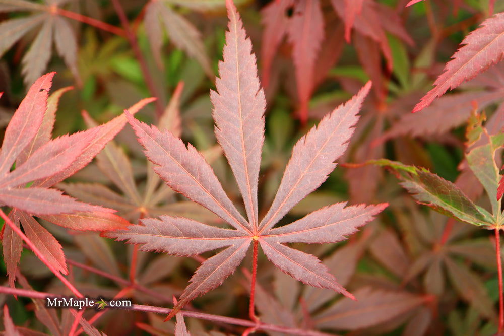 - Acer shirasawanum 'Purple Umbrella' Japanese Maple - Mr Maple │ Buy Japanese Maple Trees