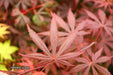 - Acer shirasawanum 'Purple Umbrella' Japanese Maple - Mr Maple │ Buy Japanese Maple Trees