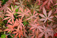 - Acer shirasawanum 'Purple Umbrella' Japanese Maple - Mr Maple │ Buy Japanese Maple Trees