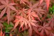 - Acer shirasawanum 'Purple Umbrella' Japanese Maple - Mr Maple │ Buy Japanese Maple Trees