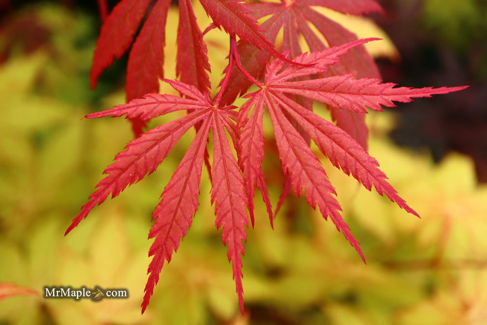 - Acer shirasawanum 'Purple Umbrella' Japanese Maple - Mr Maple │ Buy Japanese Maple Trees