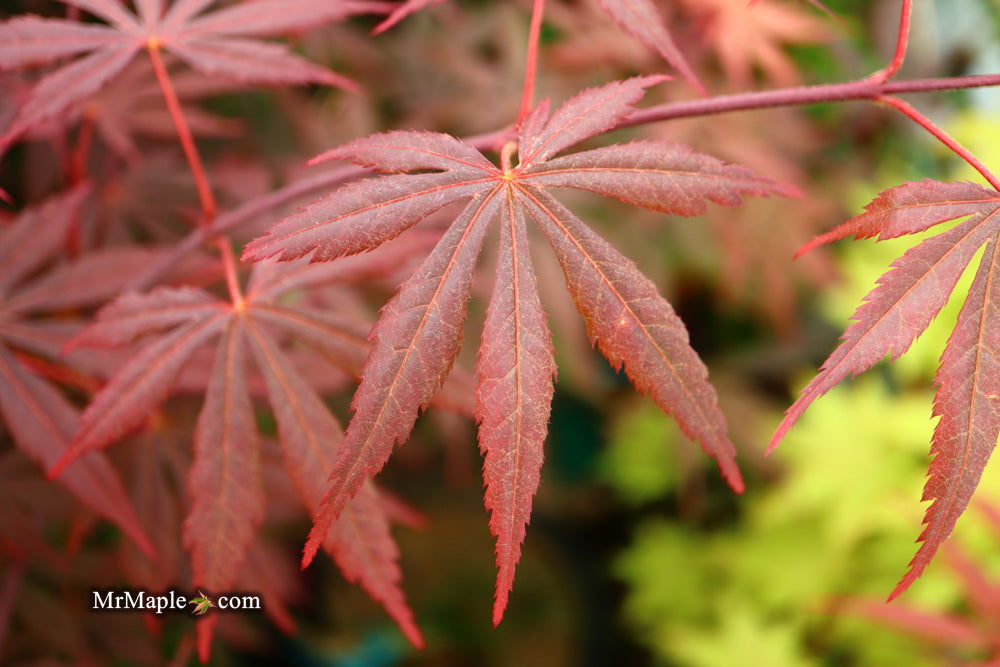 - Acer shirasawanum 'Purple Umbrella' Japanese Maple - Mr Maple │ Buy Japanese Maple Trees