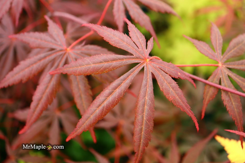 - Acer shirasawanum 'Purple Umbrella' Japanese Maple - Mr Maple │ Buy Japanese Maple Trees