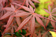 - Acer shirasawanum 'Purple Umbrella' Japanese Maple - Mr Maple │ Buy Japanese Maple Trees